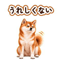 尻尾がバラす柴犬 動く・ツンデレ